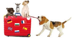 Transport d'animaux en Europe - Véhicule longue distance